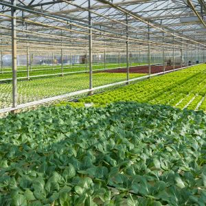 Greenhouse planting